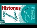 Understanding Histones: Structure, Function, and Modifications