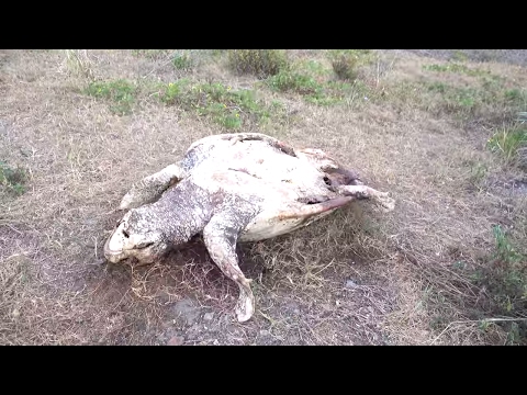 We Found a Giant Zombie Sea Turtle Day 7