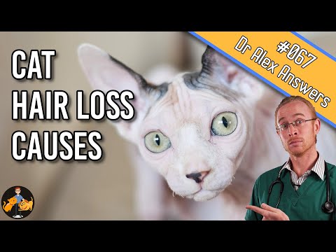 Hair Loss in Cats: how to find out why their fur is falling out - Cat Health Vet Advice