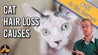 Hair Loss in Cats: how to find out why their fur is falling out - Cat Health Vet Advice