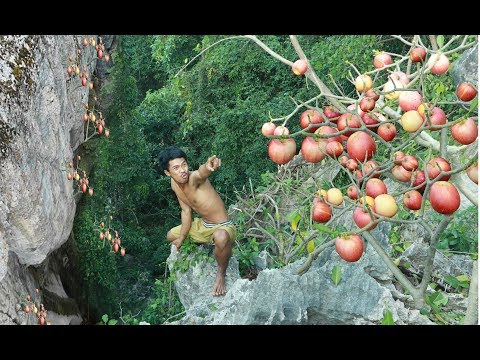 download lagu mp3 mp4 Forest Fruits, download lagu Forest Fruits gratis, unduh video klip Forest Fruits