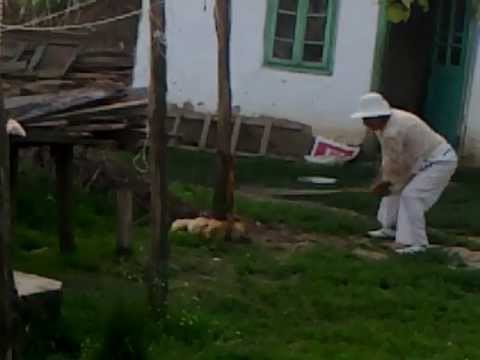halmacioaia turbata atentie.. nu intrati musc CAINIII!!!!!.mp4