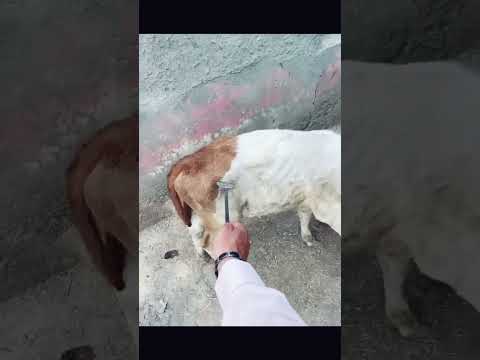 #art #funny #synthlove #electronicmusic #comedy #synthlover #duet #synthlife #synthwave #automobile