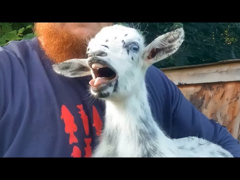 Les chèvres sont les créatures les plus drôles de la planète ! 🤣 funny animals videos