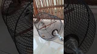 Download lagu Trucuk Alarm subuh bikin hati tenang #burungkicau #trucukan #ropel #trucukangacor mp3