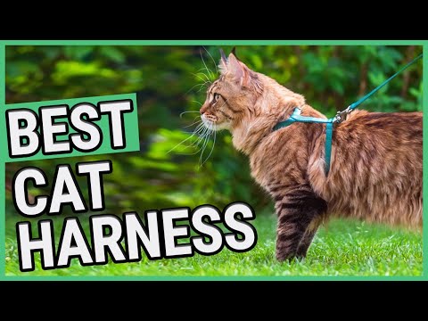 Best Cat Harness | TOP 7 Cat Harnesses (2021) 🐱 ✅