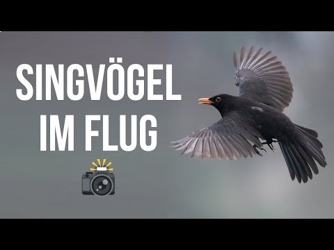 Vögel einfach im Flug fotografieren - Naturfotografie Tutorial