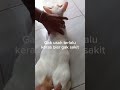 Cara Menangani Kucing Birahi Tanpa Dikawinkan Dengan Kucing Jantan Shorts Kucing Youtubeshorts