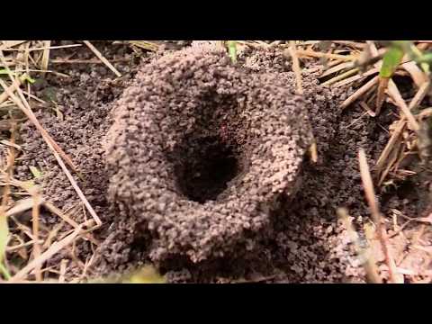 Métodos para evitar la presencia de la hormiga arriera | La Finca de Hoy