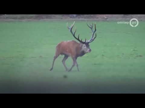 Hirsch wird geforkelt