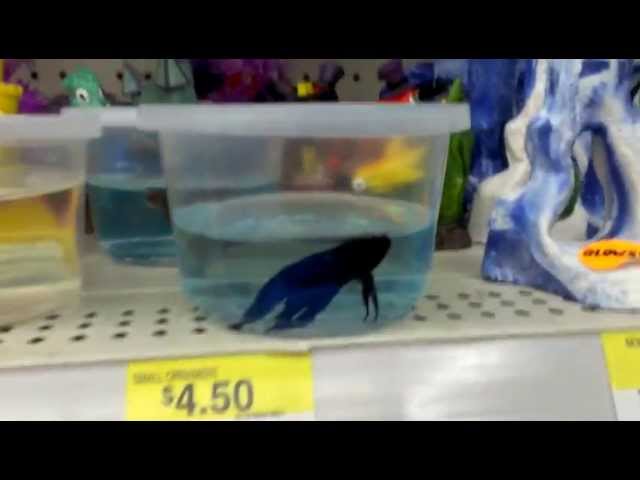 How Walmart takes care of their Betta Fish.