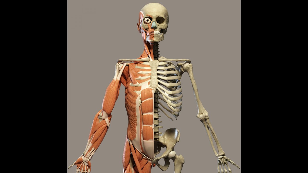 Introduction to Anatomy Part1