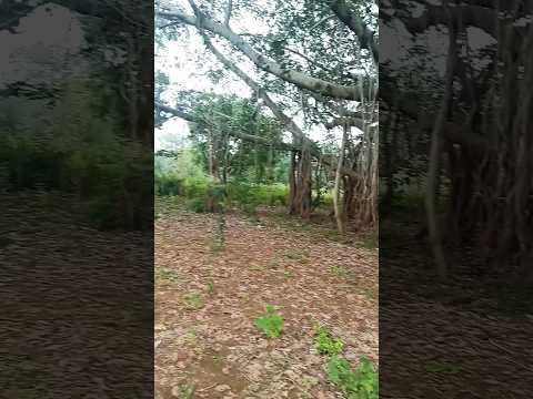 प्रकृति का नजारा #music #love #beach #travel #moj #song #