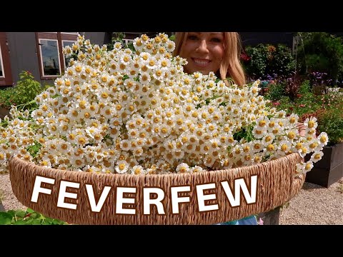 Fever Few Extract Powder, 1kg to 25kg