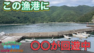 この漁港堤防では〇〇が回遊しています。【ショアジギング青物年間100本チャレンジ#119】