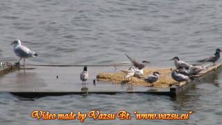 preview picture of video 'Tisza-tó Sirály - Tisza-tó 2010 - Vazsu Bt. http://www.vazsu.eu'