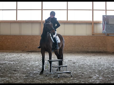 Wallach v./ Gelding by Undercover - Askar xx * 2018