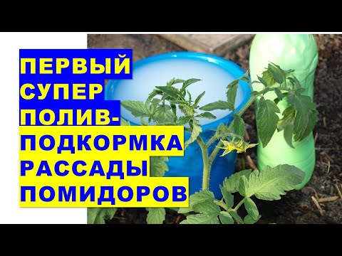 , title : 'Когда первый раз поливать рассаду помидоров после посадки в грунт? Чем подкормить томаты первый раз?'