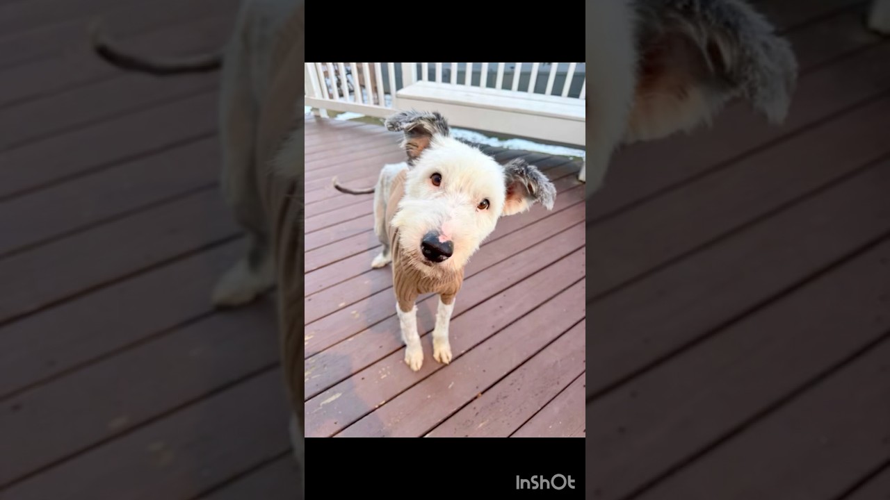 Enlarge Snoopy, a ADOPTABLE mixed breed in Gainesville, VA video 2/6