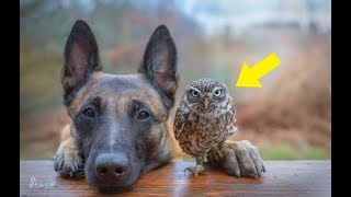 Gentle Giant Adopts This Tiny Rescue Owl And Warms Hearts Everywhere