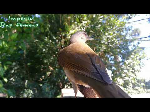 A melhor fêmea de sabiá parda chamando gravado auvivo