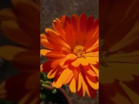 オレンジ色の熱波警報: この夏、庭を暑さから守るにはどうすればよいですか?実践すべき6つの効果的なヒント!  庭園