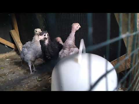 Amazing! Gobbling Baby Turkeys - Calling All Turkeys - Animal Universe - Animal Bone