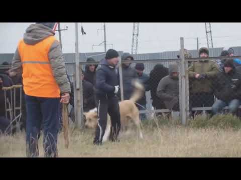 Чемпионат Дагестана ВОЛКОДАВЫ ЗАХОДЯТ В РИНГ!!!