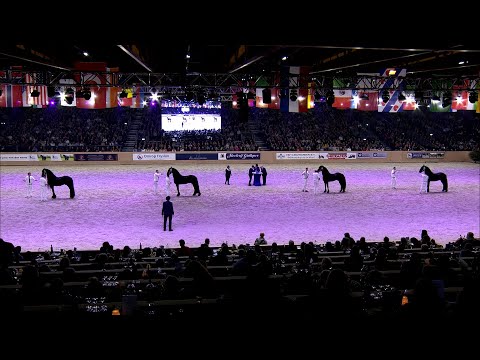 HK 2023 | Kampioenskeuring jongere hengsten