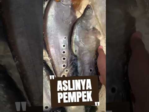 PEMPEK asli palembang ternyata dari ikan ini #budidayaikan