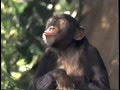 George of the Jungle (1997) Teaser (VHS Capture)