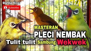Download lagu MASTERAN PLECI TULIT TULIT SAMBUNG WEKWEK mp3
