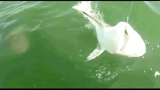 Goliath Fish Take Down & Eat A Shark In One Swift Move!!!