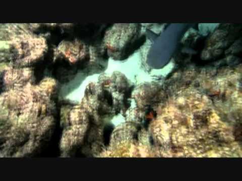 Katha, Fubar and Iguan - Smoke that shark (Produced by High Chief / Cutz by DJ Twisted)