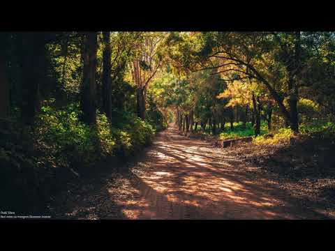 Fratii Sfara - Noi vrem sa mergem Doamne inainte