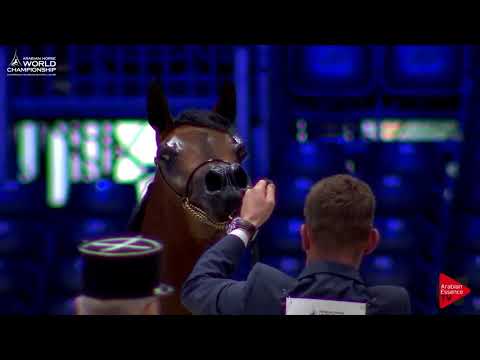 N.24 BELLADONNA AT - Paris 2017 - Junior Fillies (Class CM2A)