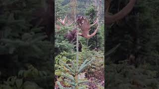 sightings of a rare deer with dazzling antlers..!