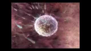 Reproducción sexual