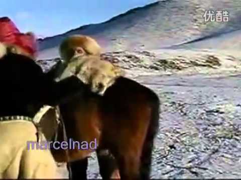 猎鹰捕狼（背景音乐：蒙古族呼麦歌曲《Edjin Duun》） 标清