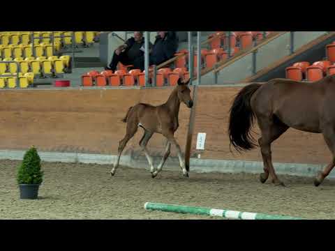 Hf v Dynamic Dream x Fuerst Romancier x Sir Donnerhall 2021