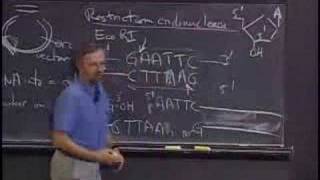 Lec 24 | MIT 7.014 Introductory Biology, Spring 2005