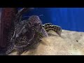Liosomadoras oncinus Liosomadoras oncinus