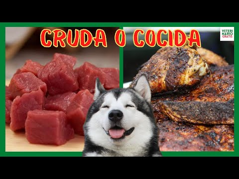 RAW OR COOKED MEAT FOR DOGS 💔 PROS AND CONS