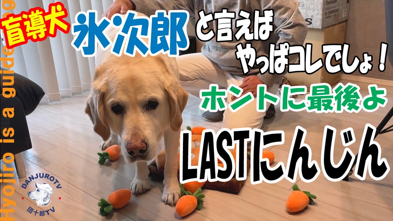 泣いても笑ってもコレがラスト‼　氷ちゃん最後のにんじん当てゲーム🥕　その結果は・・・