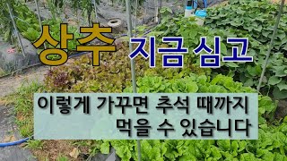 상추 지금 심고 이렇게 가꾸면 추석 때까지 먹을 수 있습니다. #여름상추 잘 가꾸는 방법