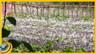 «Նայես, լացդ գալիս ա, կոտորած ա». հակակարկտային կայանները միտումնավո՞ր են «լռում»