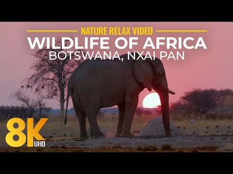 8K Wildlife of Okavango Delta & Nxai Pan National Park - Immersive Experience of Visiting Botswana
