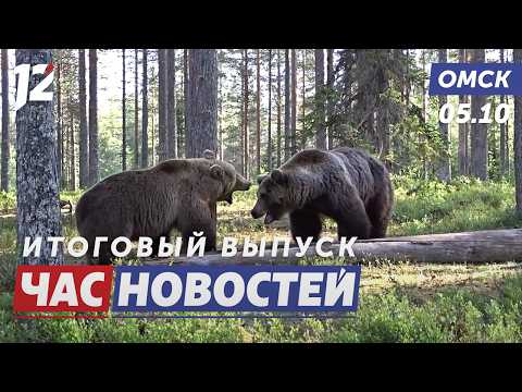 Медведей стало в 2,5 раза больше / День учителя / Фестиваль «Порт-Арт». Новости Омска