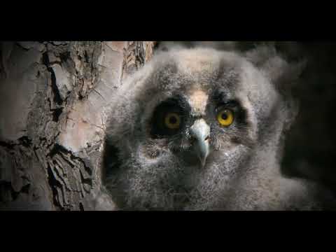 TRAILER   Tierra Y Agua
