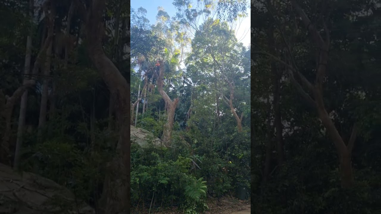 Gum Tree Crane Removal